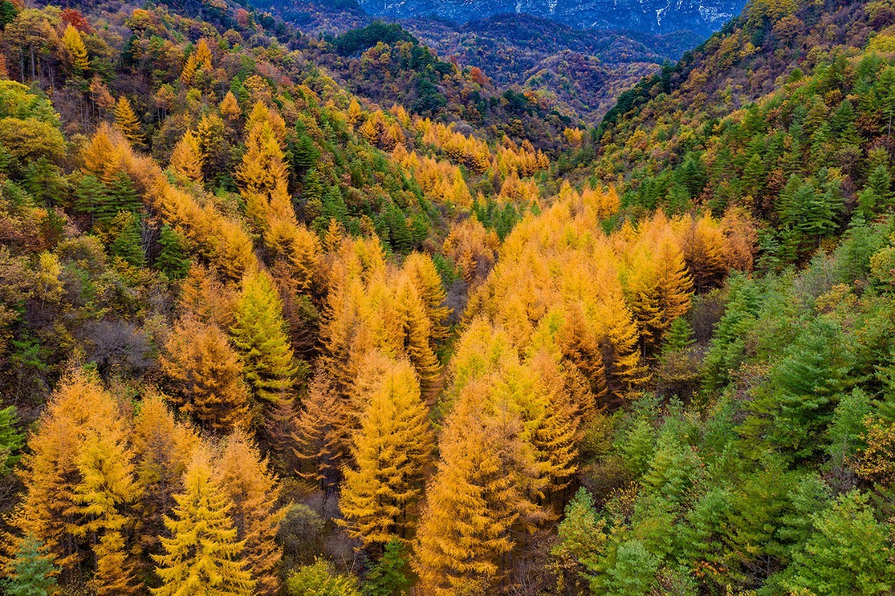 留坝县:一场红叶盛宴的绝美乐章拉开帷幕