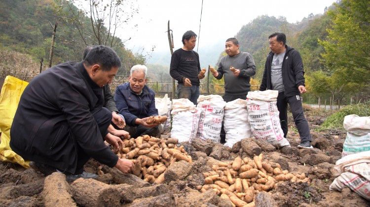 追忆天麻之父徐锦堂与略阳的不解情缘